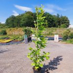 Platan javorolistý (Platanus x acerifolia) - výška 160-180 cm, kont. C10L